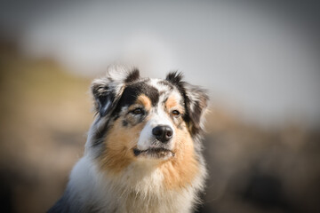 Portrait of Australian shepherd, who is standing in rock under the them is lake. Amazing autumn photoshooting in Prague.