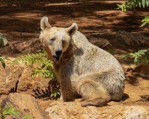Fototapeta premium A Syrian Bear in the Jerusalem, Israel, Zoo