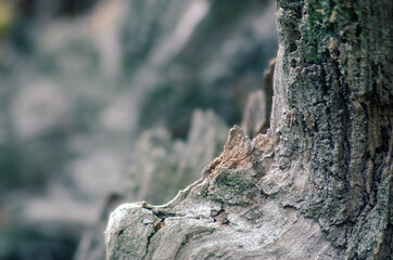 Tree Bark