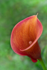 Orange flower close-up on natural background