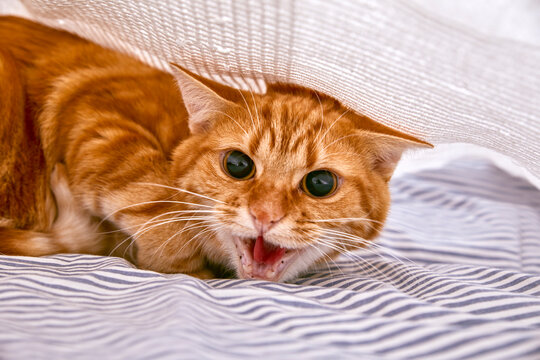 chat tigr&eacute; roux tabby effray&eacute; se cachant sous un drap de lit &agrave; l'int&eacute;rieur d'une chambre 