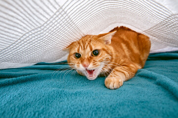 chat tigré roux tabby effrayé se cachant sous un drap de lit à l'intérieur d'une chambre 