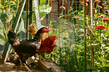 deux poules dans un jardin privé avec des fleurs et une clôture en été au soleil  - obrazy, fototapety, plakaty