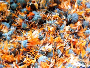 Calendula officinalis, marigolds, dry flowers and buds for brewing medicinal tea. Herbal medicine, medicinal herbs, folk medicine.