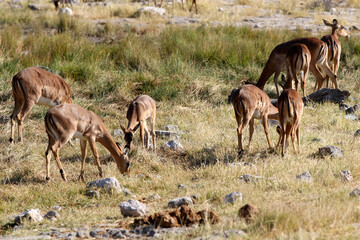 Naklejka na ściany i meble A group of Impala on the African plains, Etosha National Park, Namibia, Africa
