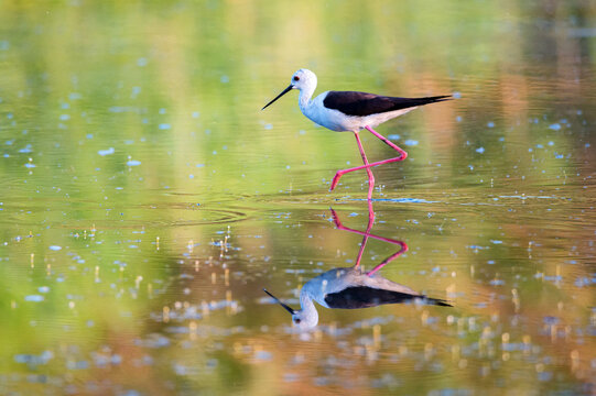 Black-winged stilt or Himantopus himantopus wades in marshland