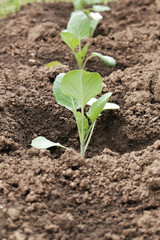 Seedlings of cabbage in the garden in the open field, the cultivation of organic products