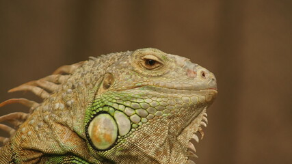 Close up footage of iguana.