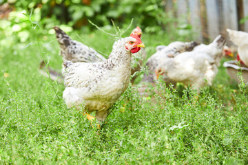 Naklejka na ściany i meble group of young chickens over green grass background. outdoor. chicken farm concept