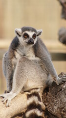 Ring tailed lemur is sitting o the wood and looking around.