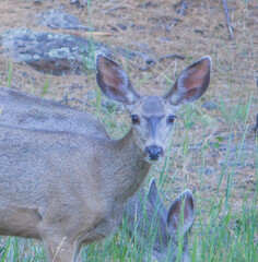Doe Mule Deer grazing in Kaibab National Forest, Arizona