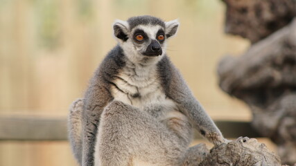 Ring tailed lemur is sitting o the wood and looking around.