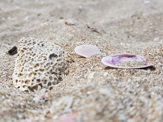 seashell on the beach