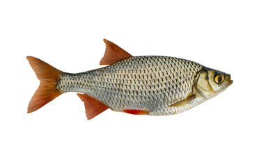 Fresh alive Common Rudd redfin fish isolated on white background