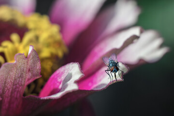 Fly sits on a flower