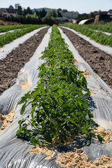Close-up of a field cultivated in summer in the countryside