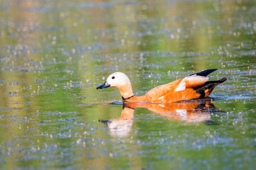 Ruudy shelduck or Tadorna ferruginea swimming in a lake