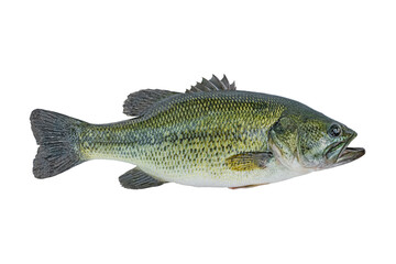 Largemouth bass fish isolated on white background - obrazy, fototapety, plakaty