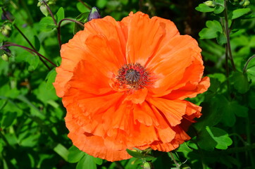 
Red poppy flower on a background of rich vegetation.
