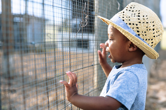 Toddler watching animals through fence