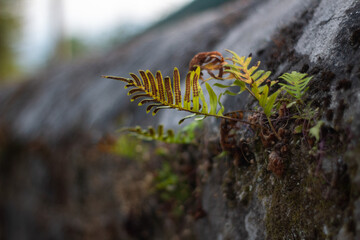 Close-up of a fern in a wall