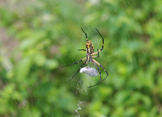 Yellow Garden Spider (Zig Zag Spider) w. egg sac - closeup