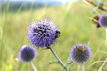Bumblebee pollinates a purple flower in a field.