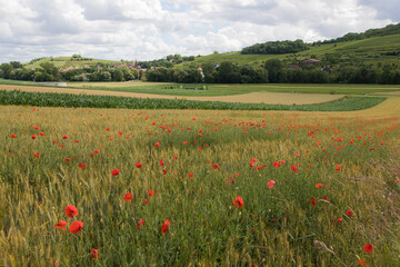 Paysage de coquelicots