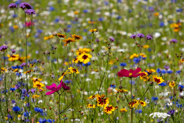 Colourful wild flowers growing in the grass, photographed on a sunny day in midsummer in Windsor,...