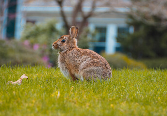 Bunny Crouching