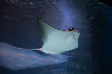 cownose ray swimming in the water,  
fish underwater in the aquarium