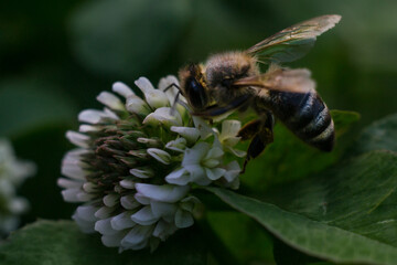The bee flew to the flower of the clover