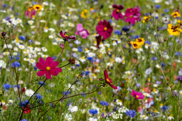 Variety of colourful wild flowers in bloom outside Saville Garden, Egham, Surrey, UK