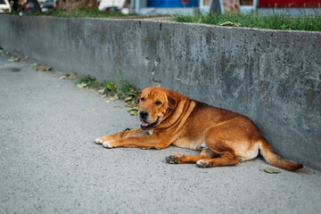 Big brown stray dog resting on sidewalk on hot summer afternoon.