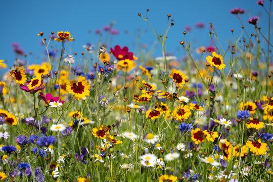 Variety Of Colourful Wild Flowers In Bloom Outside Saville Garden, Egham, Surrey, UK