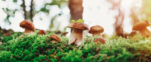 Whild Mushrooms outdoors in the forest in autumn