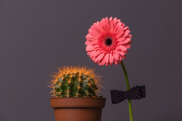 pink gerbera flower with a bow tie on the stem next to a cactus in a brown pot. The concept of relationship, friendship, love in a couple.