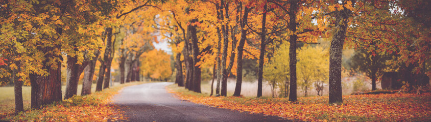 asphalt road with beautiful trees in autumn