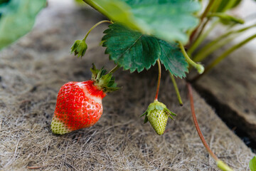 A large ripening strawberry on a bush lies on a special soil cover.