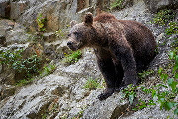 Young male brown bear