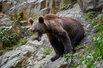 Young male brown bear