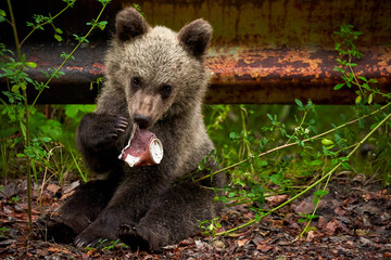Brown bear cub