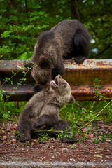 Brown bear cubs playing