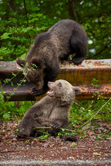 Brown bear cubs playing