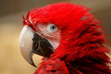 Ara Rouge © xlatlantique