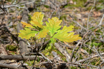 Naklejka na ściany i meble Young oak plant in the forest