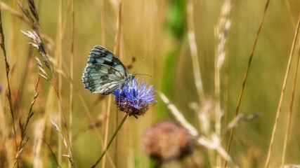 White butterfly on a flower, close up, field, countryside Poland, Europe