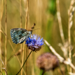 White butterfly on a flower, close up, field,  square, countryside, Poland,  Europe
