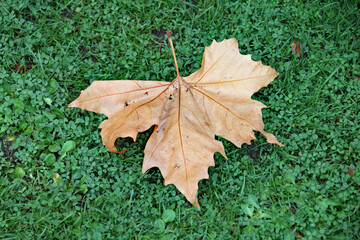 A single leaf fallen to the ground in autumn