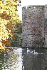 A mother swan is followed by a line of cygnets on the moat at the Bishop's Palace in Wells